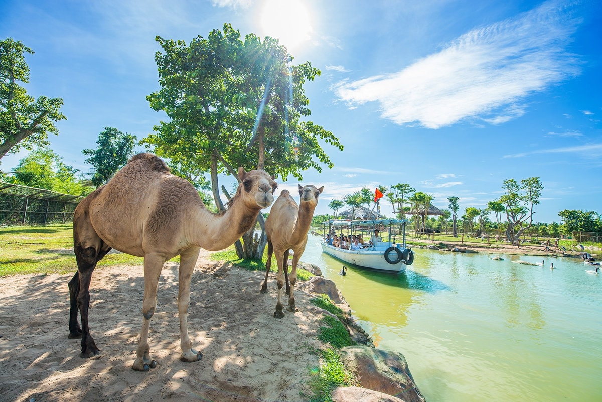 Set sail on Vietnam’s first and only river-themed safari, where you glide by boat through natural habitats filled with giraffes, zebras, antelopes, rhinos, and more